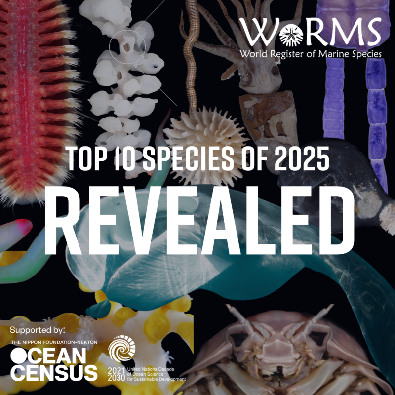 WoRMS press release: Ten remarkable new marine species from 2025